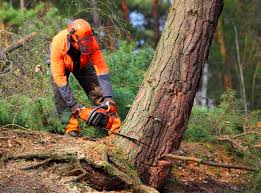 Wells, MN Tree Removal and Landscaping Services Company